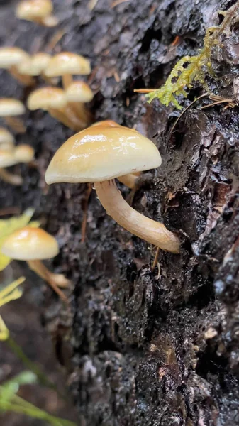 森林地面上一帧细真菌的垂直特写 — 图库照片