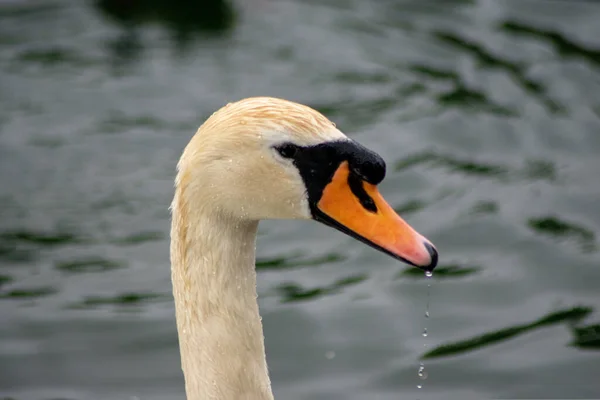 Closeup Beautiful White Swan Pond Blurry Background — Stockfoto