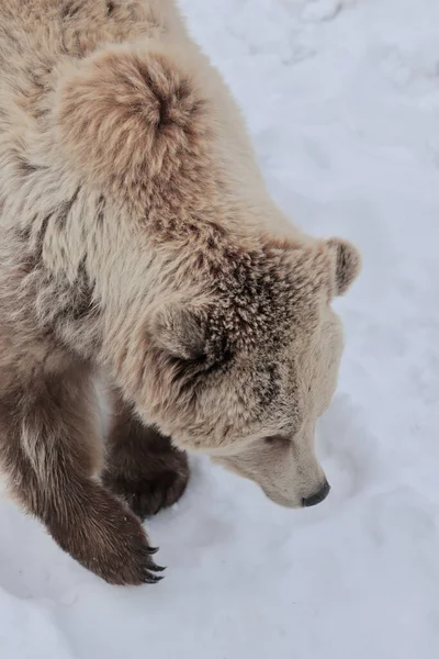 Piękne Zdjęcie Niedźwiedzia Brunatnego Lesie Pokrytym Śniegiem — Zdjęcie stockowe