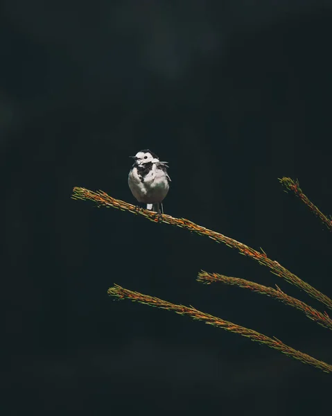 Siyah Bir Arkaplanda Dalda Küçük Beyaz Bir Kuşun Yakın Çekimi — Stok fotoğraf