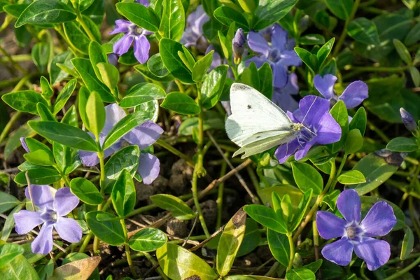 Μια Κοντινή Φωτογραφία Από Μια Λευκή Πεταλούδα Λάχανο Μοβ Λουλούδια — Φωτογραφία Αρχείου