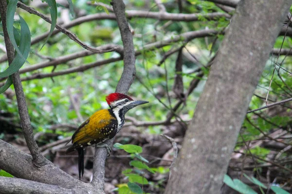 Beautiful Colorful Common Flameback Woodpecker Perched Tree Branch Daytime — Foto Stock