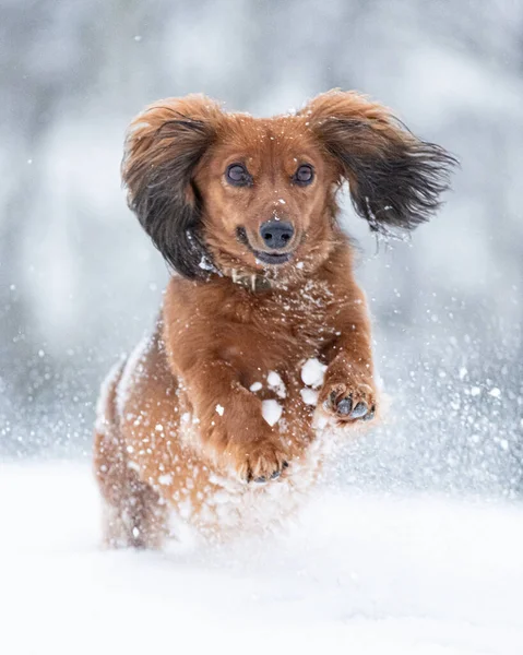Vertical Closeup Long Haired Dachshund Running Snow — Stockfoto