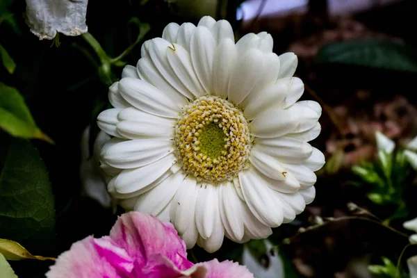ภาพระยะใกล ของดอกไม Gerbera ขาวท ามกลางใบส ยวและดอกไม — ภาพถ่ายสต็อก