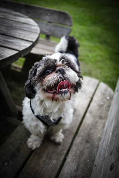 幸せな毛皮の犬の垂直ショット — ストック写真