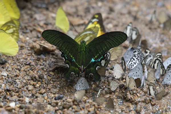 Wings Raised Little While Yellow Black White Butterflies Also Paris — Stock Photo, Image