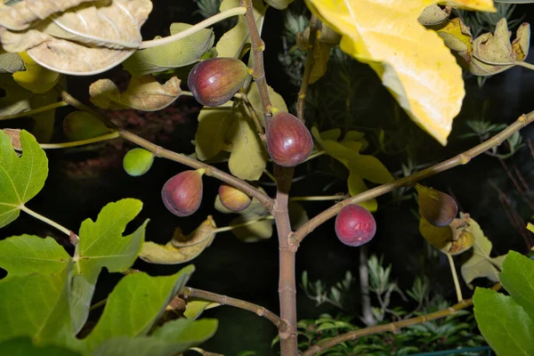 Fig Tree Reddish Purple Ripe Figs Night — Stockfoto