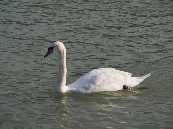 Een Prachtig Uitzicht Een Sierlijke Zwaan Drijvend Het Meer — Stockfoto