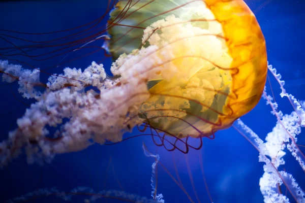 Fascinante Primer Plano Una Medusa Agua —  Fotos de Stock