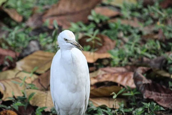 Primer Plano Una Hermosa Garza Blanca Posada Suelo Herboso Con — Foto de Stock