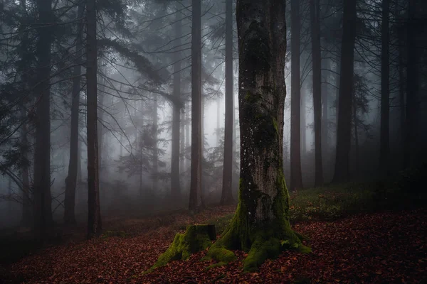 Die Moosigen Bäume Und Der Herbst Fallen Bayerischen Wald Deutschland — Stockfoto