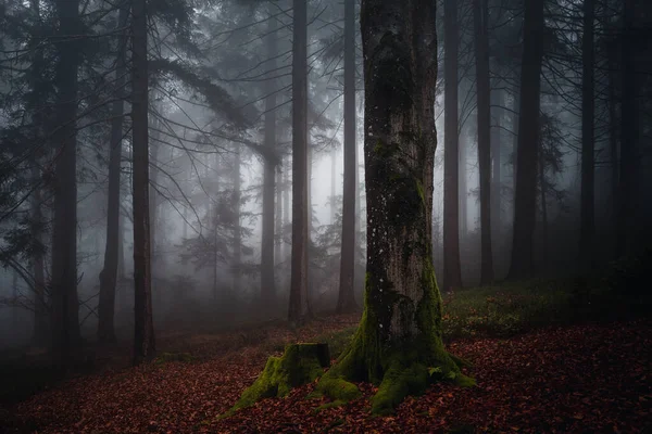 Mossy Trees Autumn Fall Bavarian Forest Germany — Stockfoto