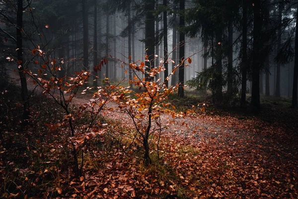 Une Vue Paysage Sur Les Arbres Arbustes Soirée Automne Forêt — Photo