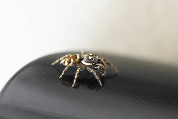 Plan Macro Une Araignée Sauteuse Sur Une Surface Noire — Photo