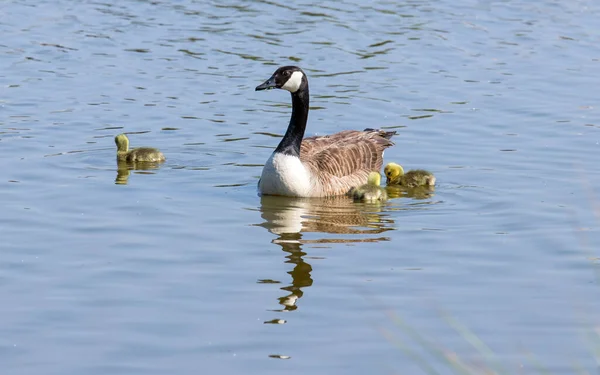 カナダのスイミンググース Branta Canadensis — ストック写真