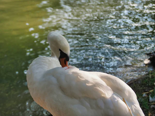 Graceful Swan Preening Its Feathers — Stockfoto