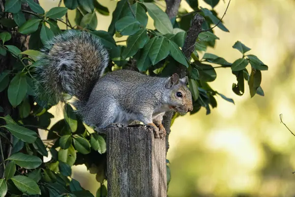 Closeup Cute Squirrel Park — Stock Photo, Image