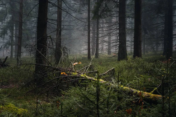 Баварський Ліс Туманом Увечері Восени Баварія Німеччина — стокове фото