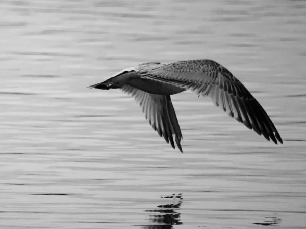 Malebný Pohled Racka Letícího Nad Oceánem — Stock fotografie