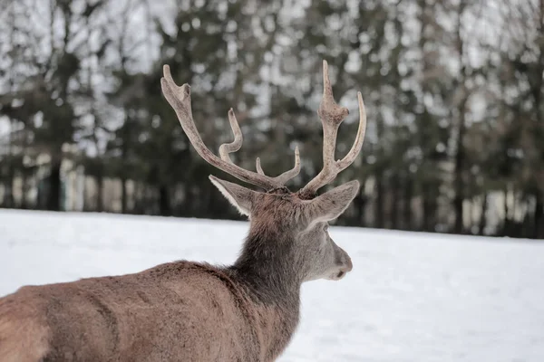 Beautiful Shot Deer Forest Covered Snow — Stock Photo, Image