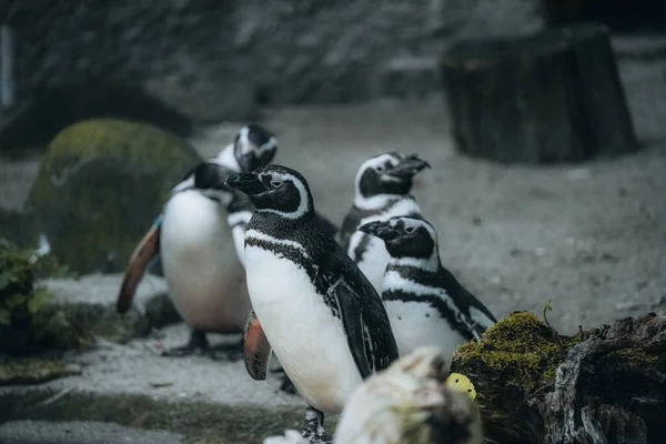 Disparo Vertical Del Grupo Pingüinos Africanos Zoológico —  Fotos de Stock