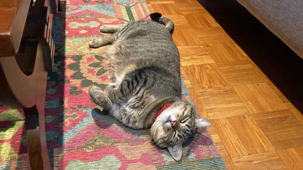 Closeup Shot Grey Cat Enjoying Sun Floor — Stockfoto