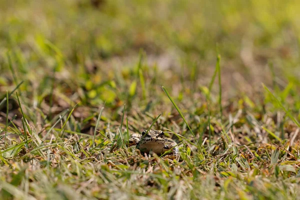 一只可爱的小青蛙在绿地上 — 图库照片