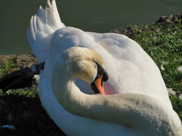 Graceful Swan Preening Its Feathers — стоковое фото