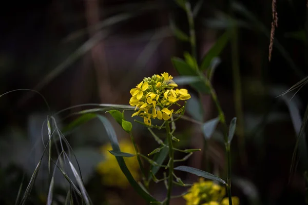 Closeup Shot Some Yellow Flowers Garden Day — Fotografia de Stock