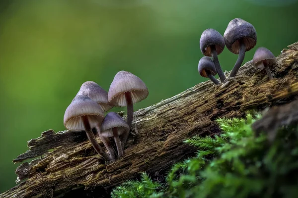 Een Close Shot Van Wilde Paddestoelen Het Bos — Stockfoto