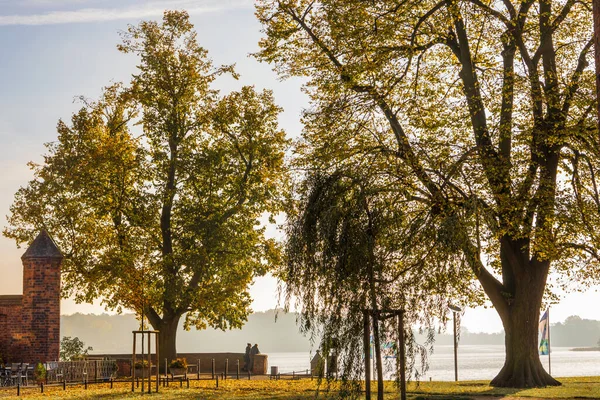 Een Natuurlijk Uitzicht Een Paar Bomen Een Park Een Zonnige — Stockfoto