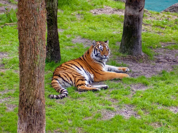 Μια Τίγρη Ξαπλωμένη Στο Γρασίδι Κοντά Στα Δέντρα — Φωτογραφία Αρχείου