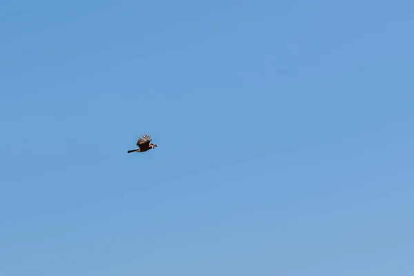 Beau Cliché Oiseau Volant Contre Ciel Bleu Clair — Photo