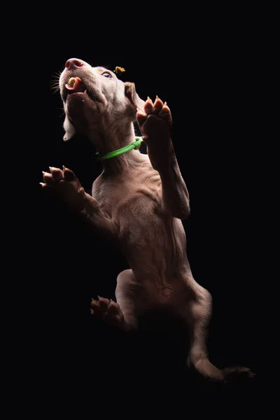 Plan Vertical Adorable Chiot Weimaraner Sur Fond Noir — Photo