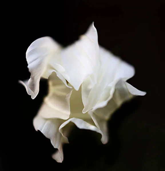 Closeup White Garden Cosmos Flower Isolated Black Background — Stockfoto