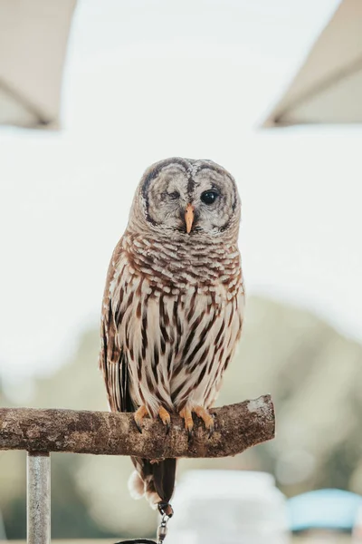 Vertical Shallow Focus Shot Owl Perching Branch Wildlife — Fotografia de Stock