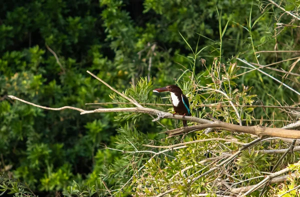Primo Piano Uccello Una Foresta Durante Giorno — Foto Stock