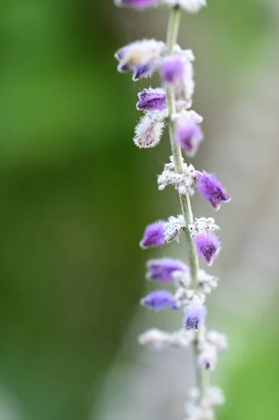 Detailní Záběr Detailů Fialovou Levandulovou Rostlinu — Stock fotografie