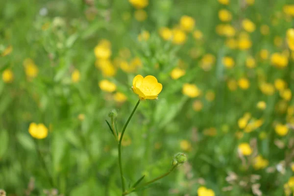 草原に咲く忍び寄るクロウフットの花の選択的焦点ショット — ストック写真