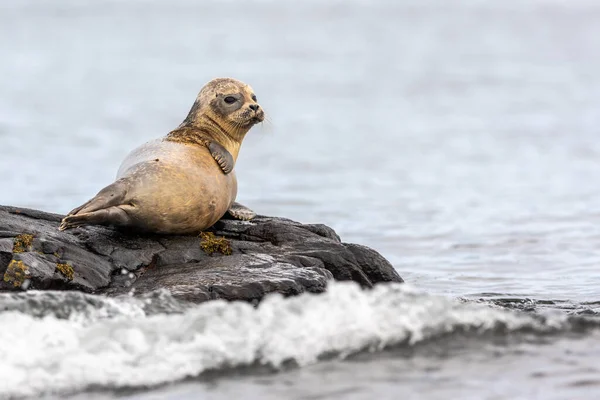 Ein Ruhender Seehund Einer Felsküste Schottland — Stockfoto