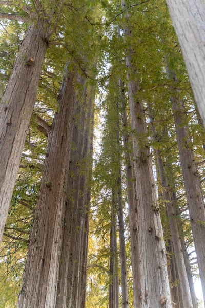 Uzun Çam Ağaçlarının Alçak Açılı Görüntüsü — Stok fotoğraf