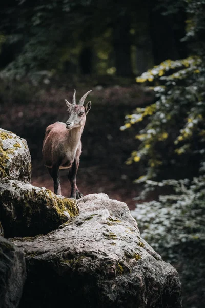 Eine Vertikale Aufnahme Eines Kleinen Grats Das Auf Einer Klippe — Stockfoto