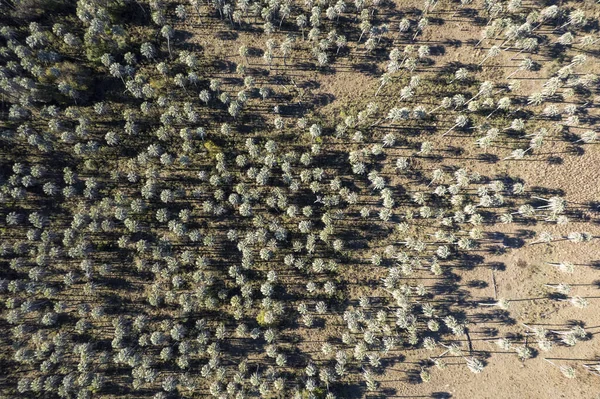 Aerial View Palmar National Park Located Entre Rios Argentina Palmar — Stockfoto