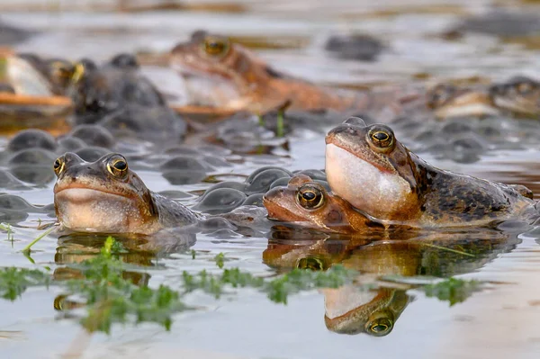 繁殖期に沼で一般的なカエルを交配するグループ — ストック写真