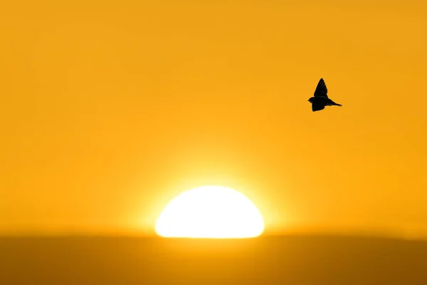 A silhouette of a bird flying against a shining sunset