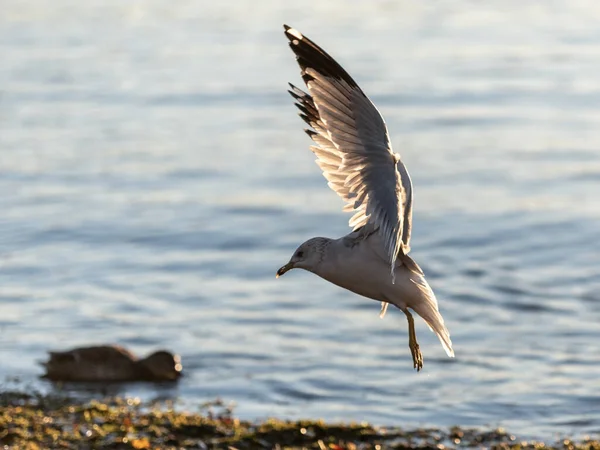 Closeup Shot Flying Seagull Blurred Ocean Background — Fotografia de Stock