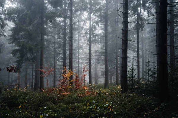 Поганий Вечір Баварському Лісі Восени Німеччина — стокове фото