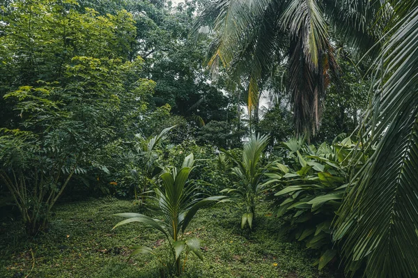 Jardín Tropical Día Sombrío — Foto de Stock