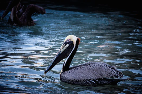 Вибірковий Фокус Застрелив Пелікан Плаває Озері — стокове фото