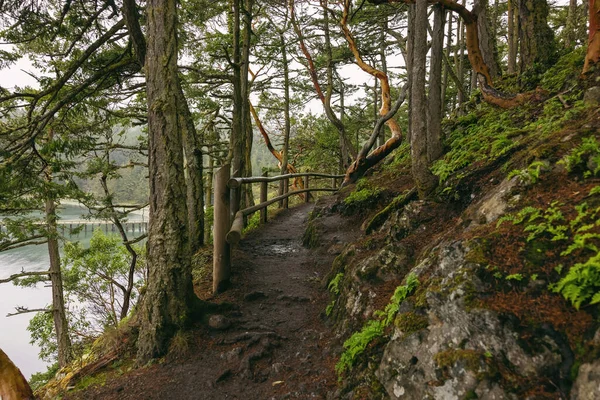 湖の近くに木のある丘の中腹の森 — ストック写真